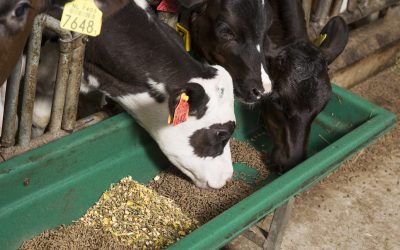 Feed flavours for cattle: The benefits. Photo: koos Groenewold