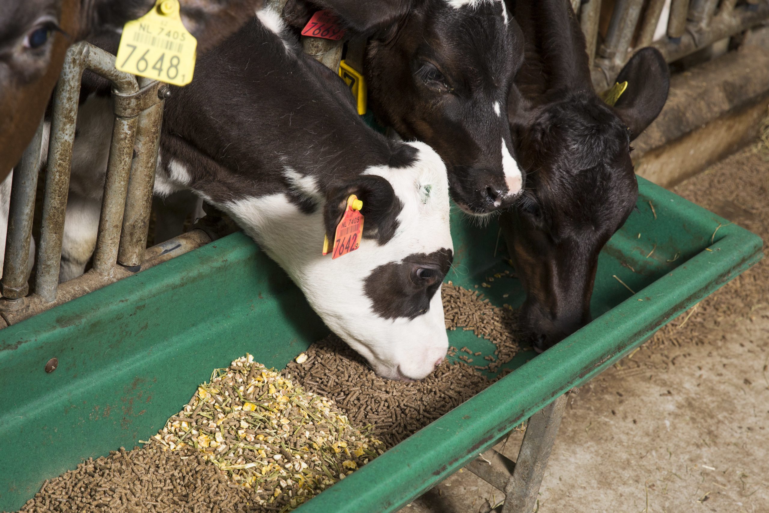 Feed flavours for cattle: The benefits. Photo: koos Groenewold