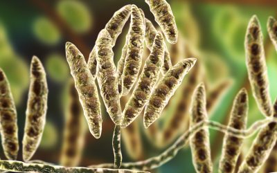 Broad-spectrum mycotoxin binding. Photo: Kateryna Kon