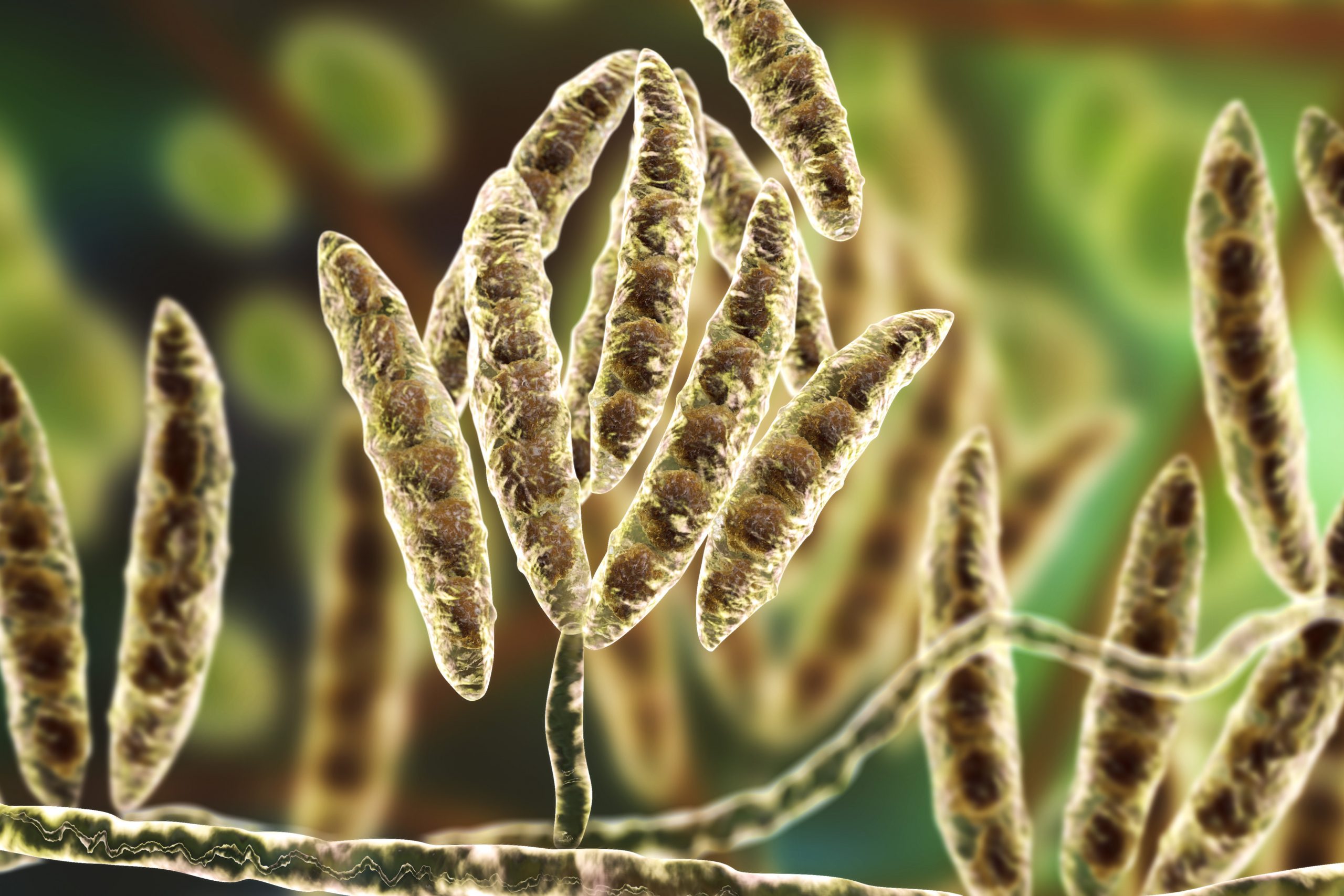 Broad-spectrum mycotoxin binding. Photo: Kateryna Kon