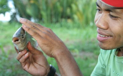Sustainable microalgae feeds for Nile tilapia