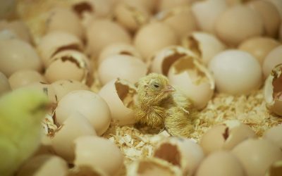 Heat stress in poultry: In-ovo leucine can help. Photo: Van Assendelft