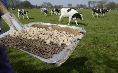 Nutrient content variability (inconsistency) of feed ingredients is frequently mentioned as a constraint by dairy producers and nutrition consultants. Photo: Hans Prinsen