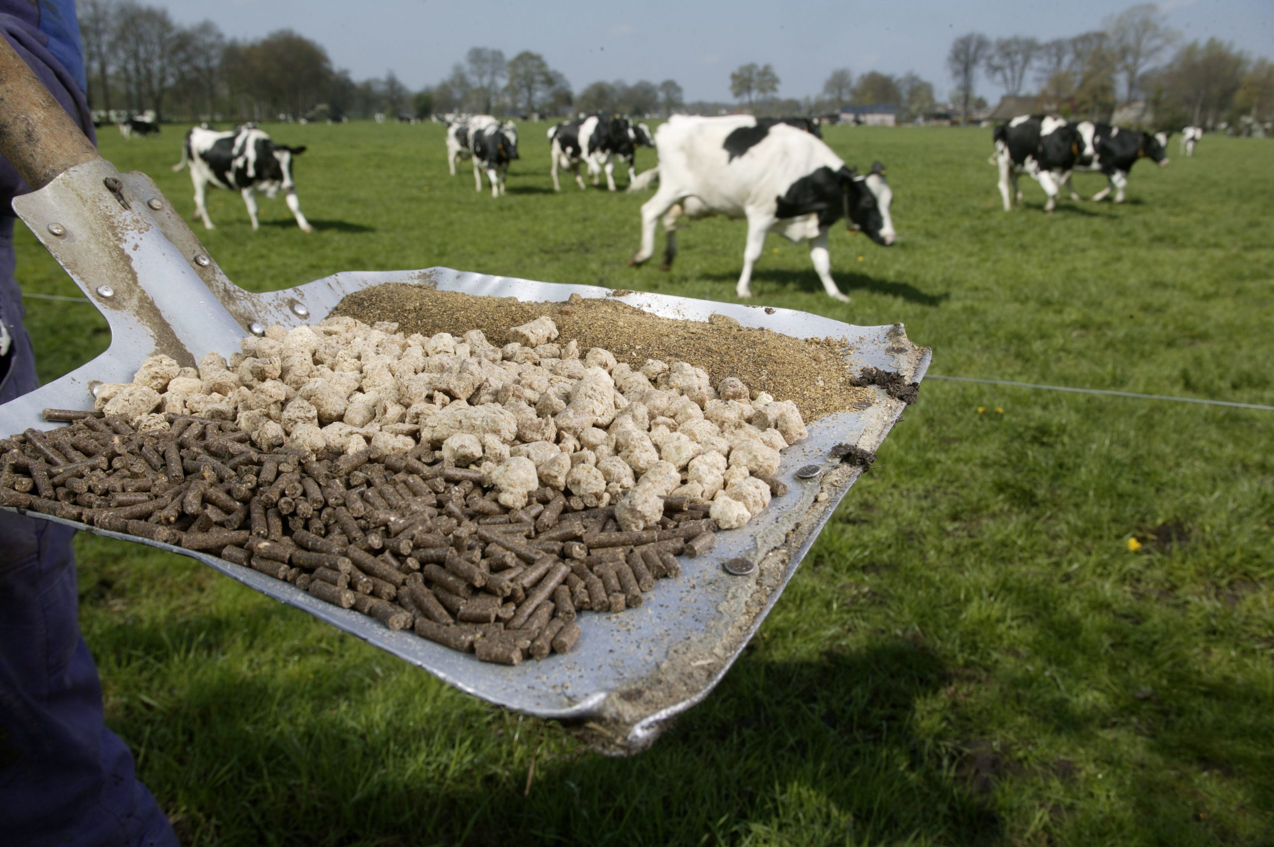 Nutrient content variability (inconsistency) of feed ingredients is frequently mentioned as a constraint by dairy producers and nutrition consultants. Photo: Hans Prinsen