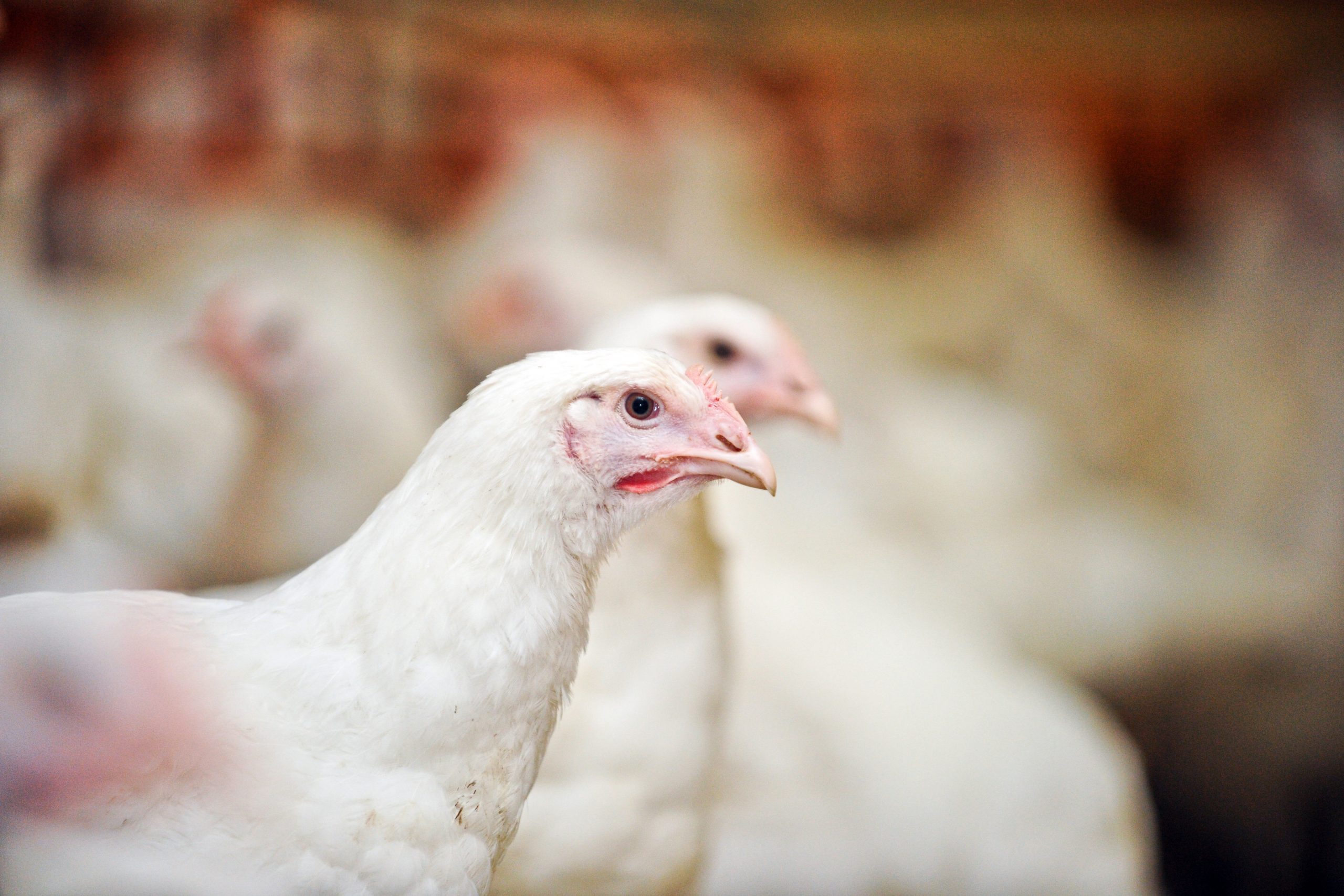 Physiological functions of methionine in poultry. Photo: Jan Willem Schoulten