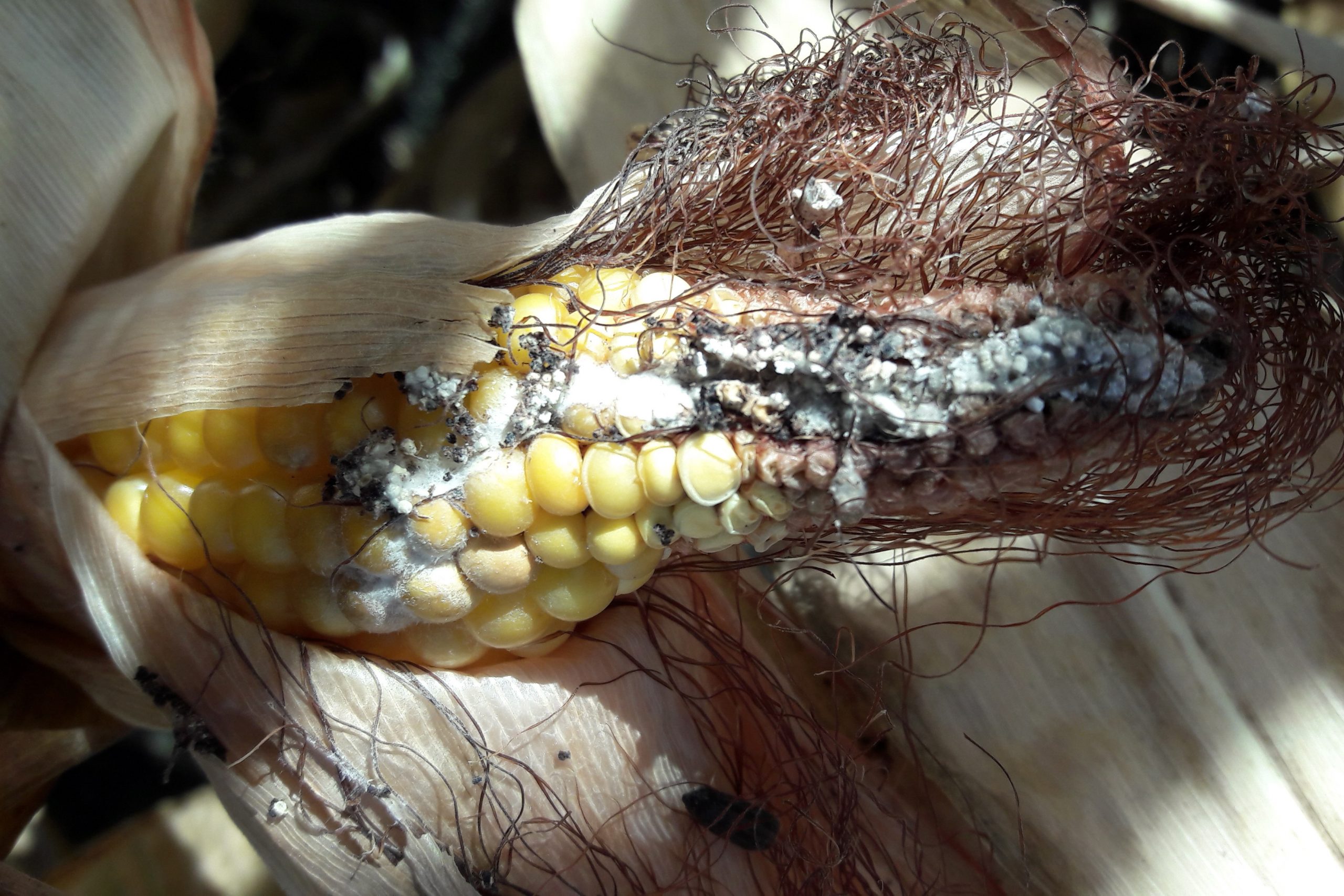 Mycotoxins and their gastrointestinal toxicity. Photo: Nutriad