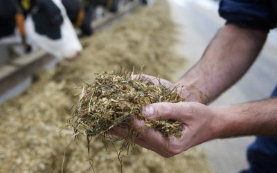 Because of mycotoxin degradation in the rumen, dairy cattle can resist better than other livestock the adverse health effects associated with their exposure. Photo: Twan van Assendelft