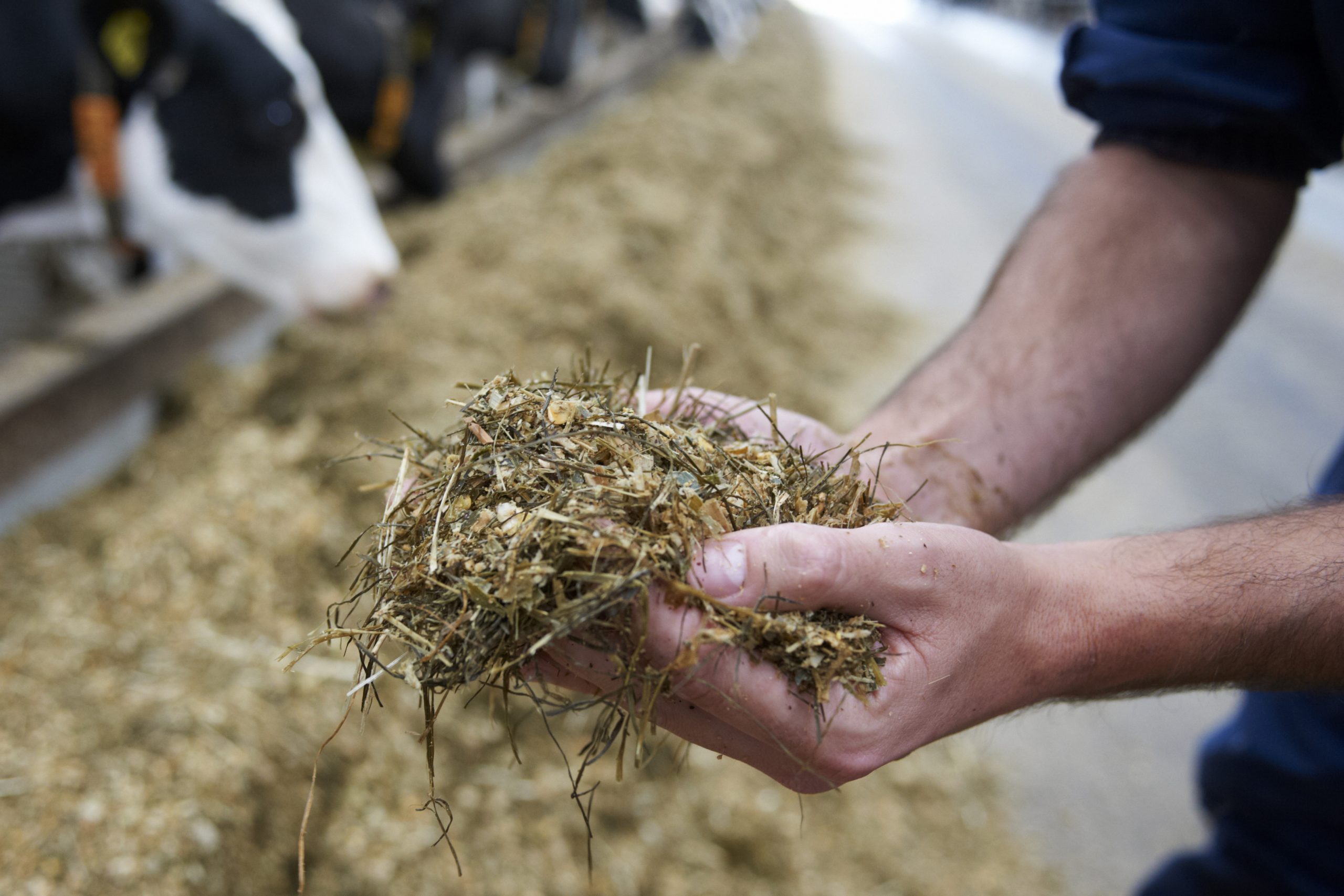 Because of mycotoxin degradation in the rumen, dairy cattle can resist better than other livestock the adverse health effects associated with their exposure. Photo: Twan van Assendelft