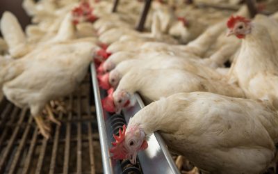 In poultry production, intestinal health is capital for performance. Photo: Peter J.E. Roek