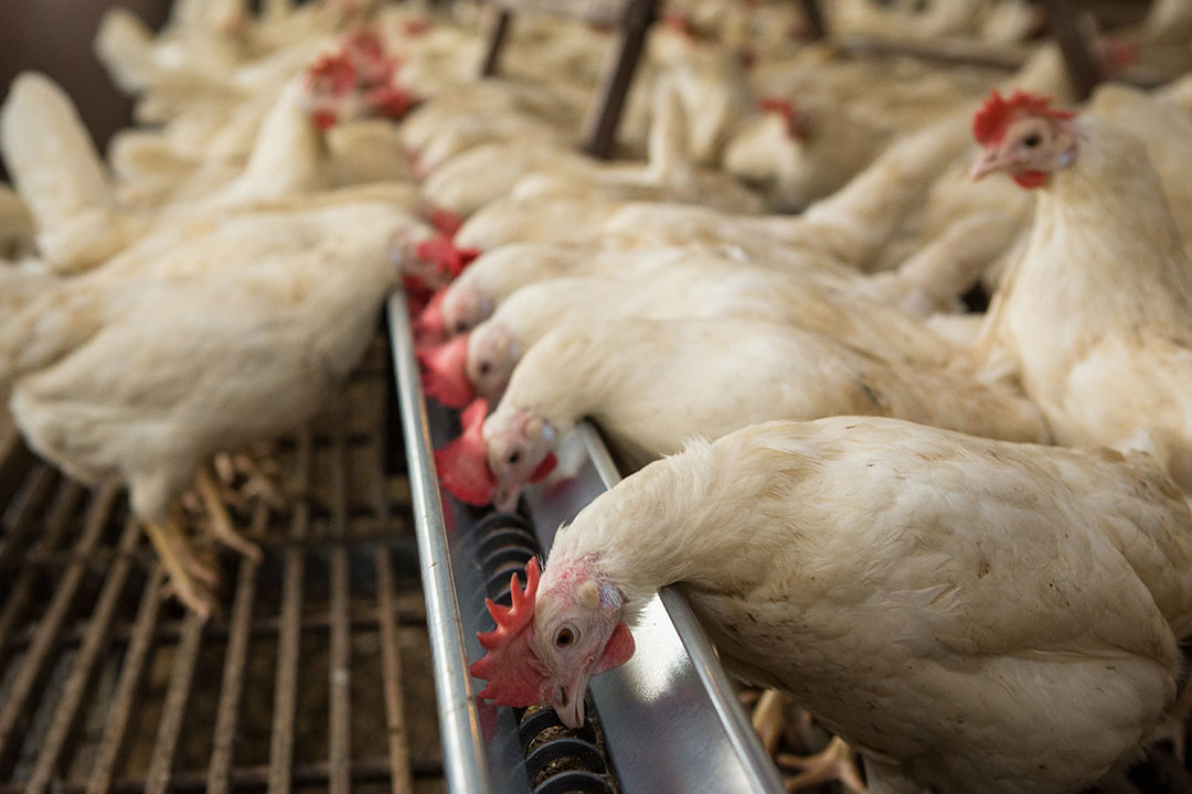 In poultry production, intestinal health is capital for performance. Photo: Peter J.E. Roek