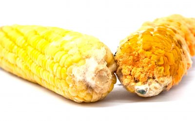 Maize is widely consumed worldwide and is very susceptible to aflatoxin contamination. Photo: Shutterstock