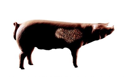 Blog: Mycotoxin risks for swine. Photo: RBI