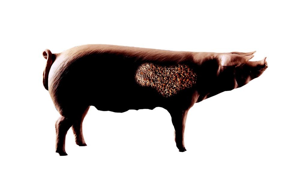 Blog: Mycotoxin risks for swine. Photo: RBI