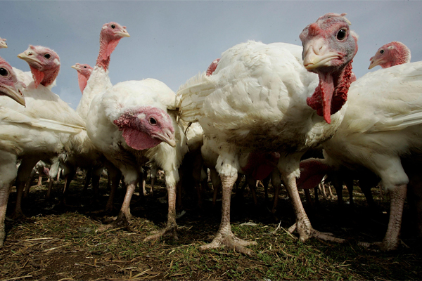 Cargill brands offer more natural thanksgiving turkeys