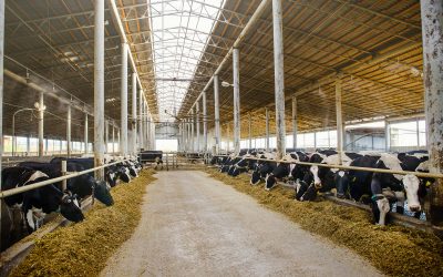 Amino acid nutrition in current dairy sector: New insights. Photo: Shutterstock