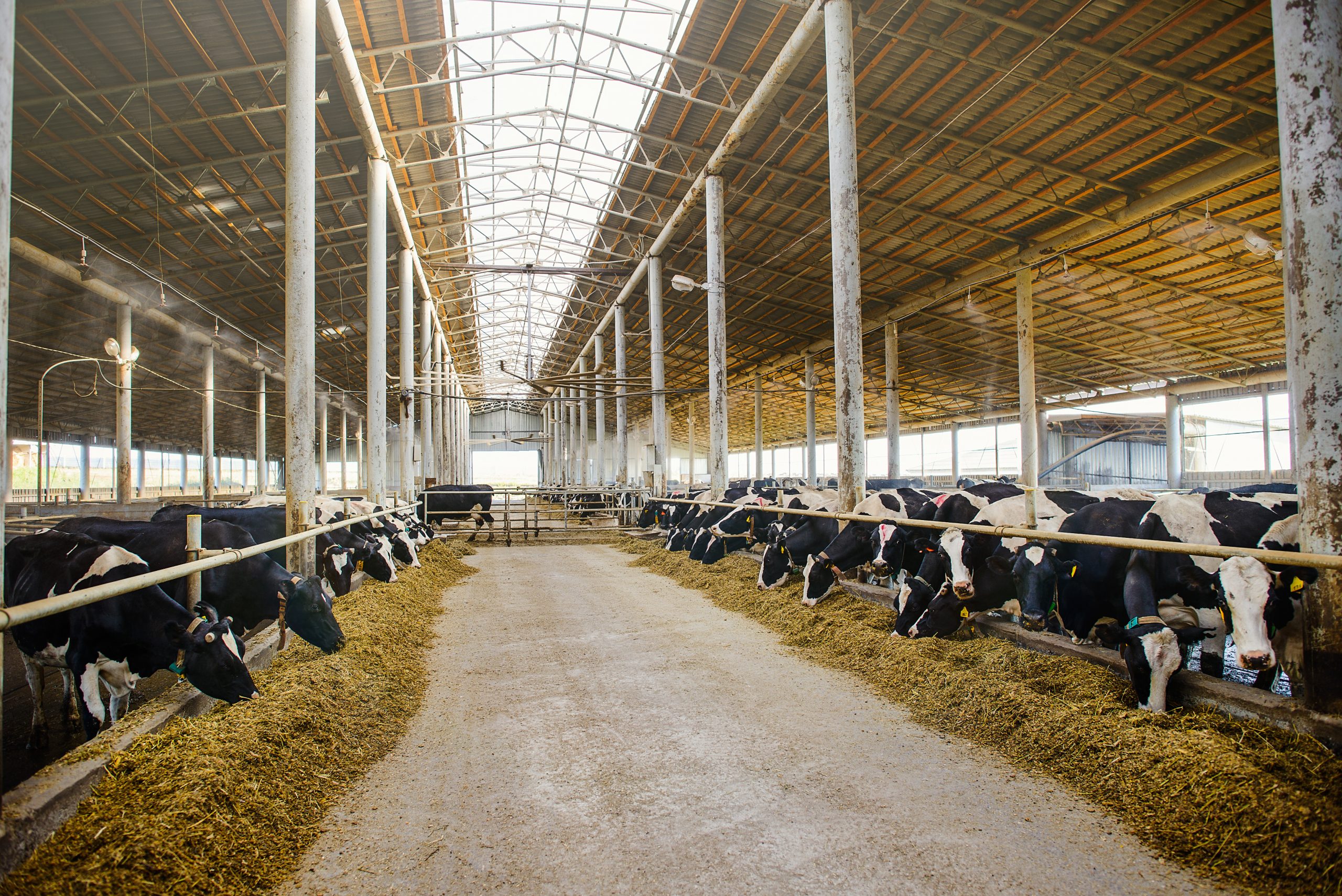 Amino acid nutrition in current dairy sector: New insights. Photo: Shutterstock