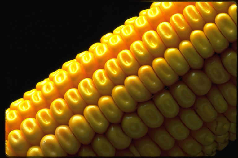 Study: Mapping the maize genome