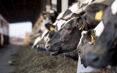 Unlock the fibre potential of dairy rations. Photo: Cargill Europe