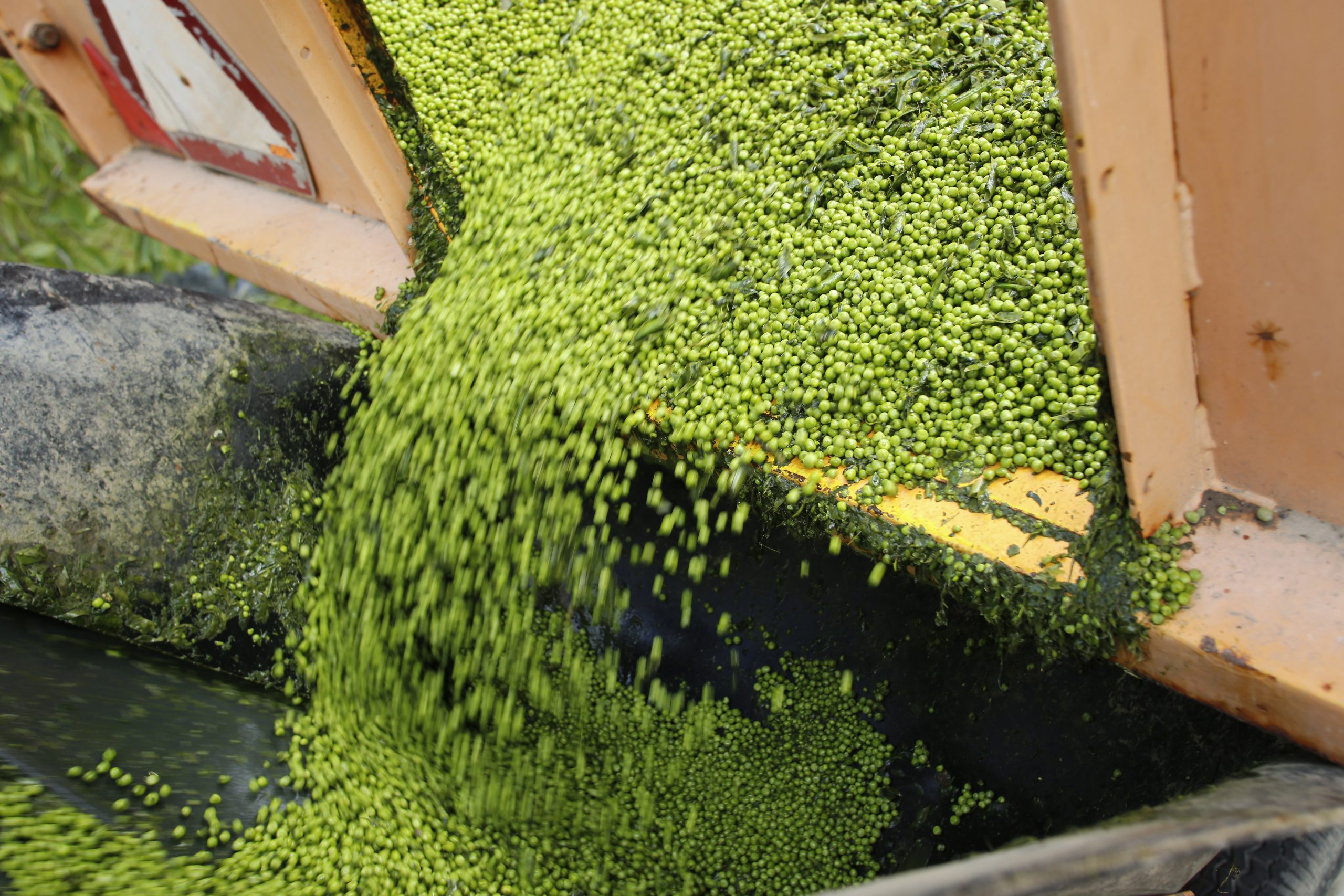 Field peas as a protein source for dairy cows. Photo: Henk Riswick