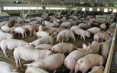 Finisher pigs on a farm in the United States. - Photo: Vincent ter Beek