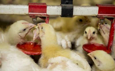 AFGRI sells poultry business