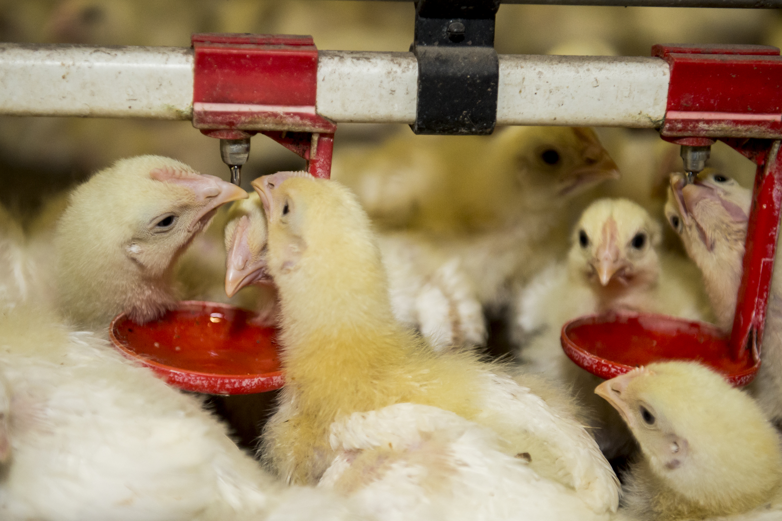 AFGRI sells poultry business