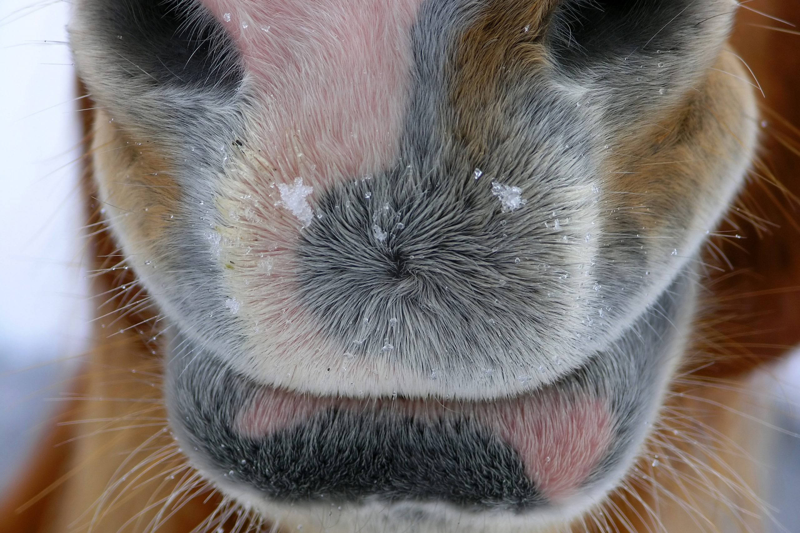 Obesity: a problem in ponies. Photo: Shutterstock