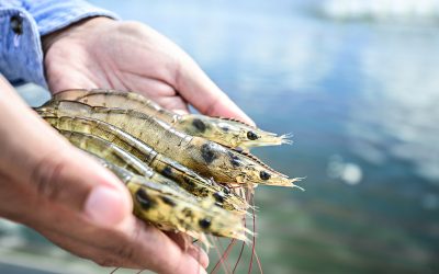 Insect meal for shrimp: New insights . Photo: Shutterstock