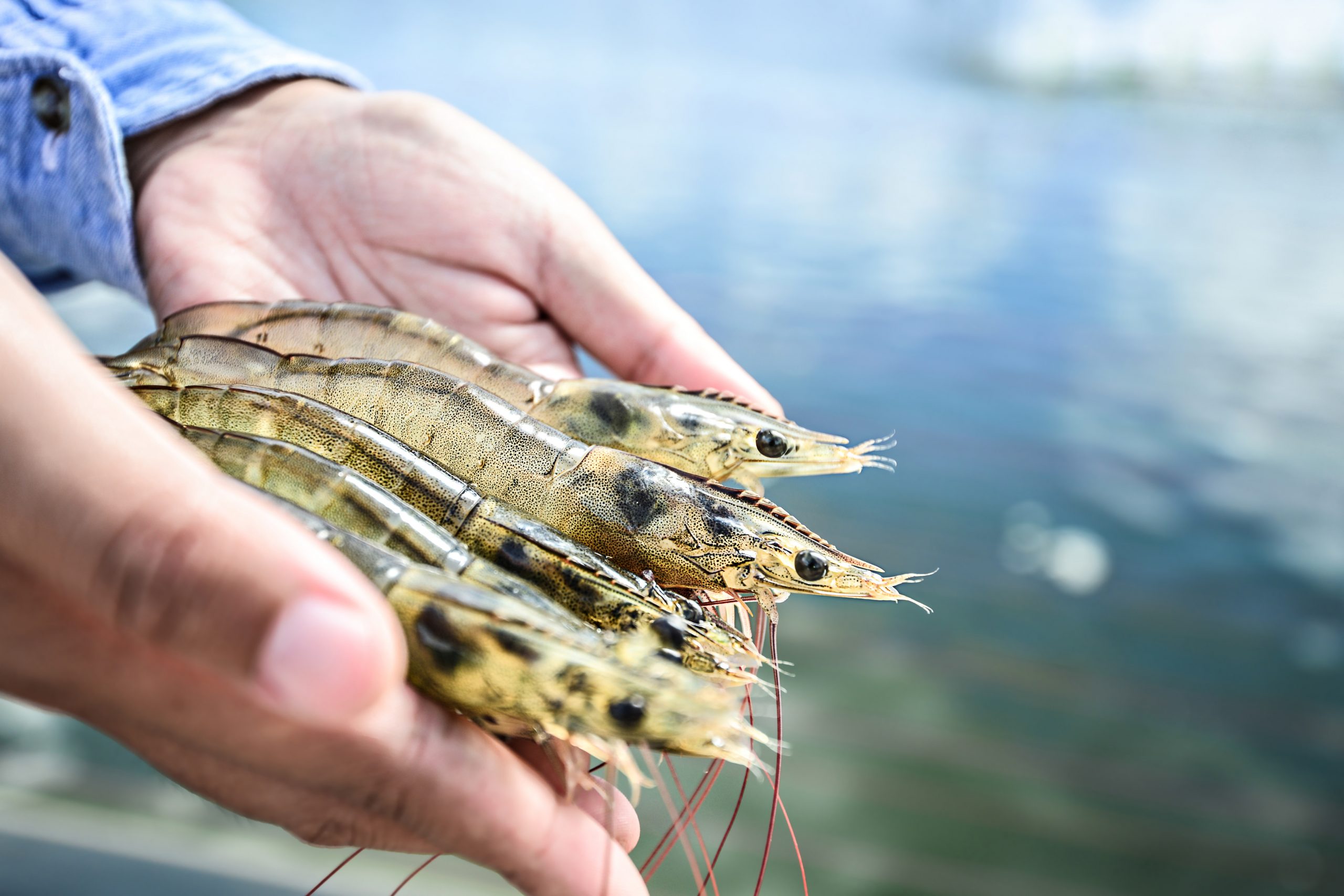 Insect meal for shrimp: New insights . Photo: Shutterstock
