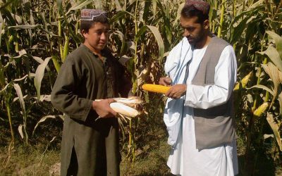 Using specialist satellite imagery it is hoped the project will identify suitable maize growing areas in Afghanistan. Photo: Chris McCullough