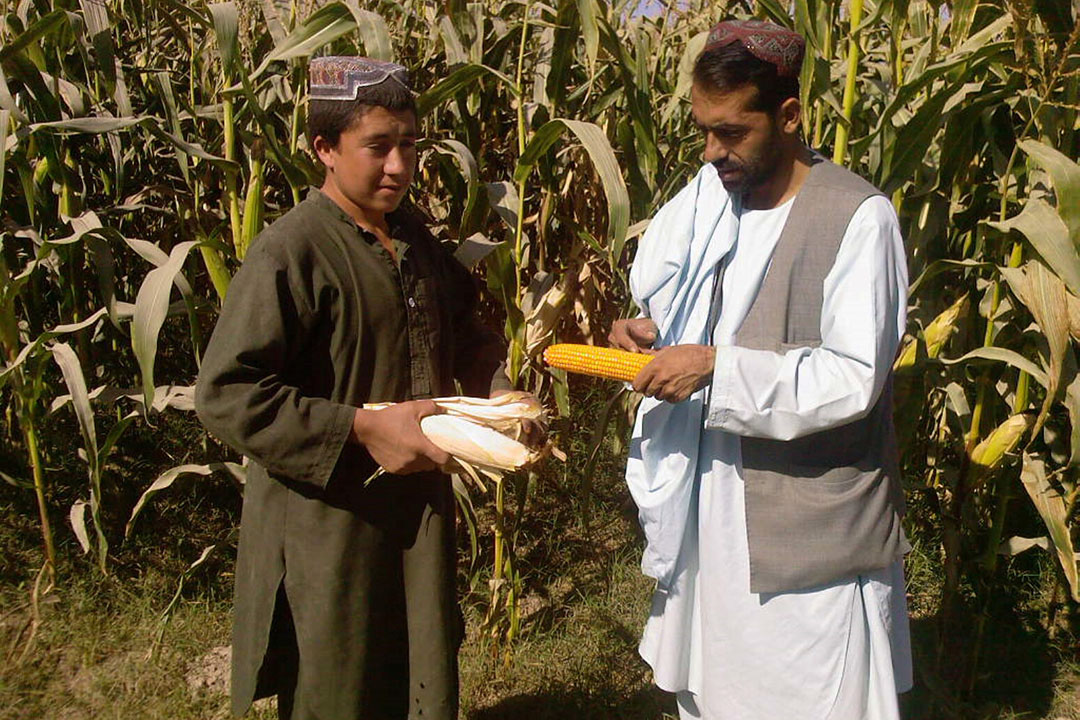 Using specialist satellite imagery it is hoped the project will identify suitable maize growing areas in Afghanistan. Photo: Chris McCullough