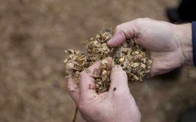 The mycotoxin impact on ruminants. Photo: Mark Pasveer