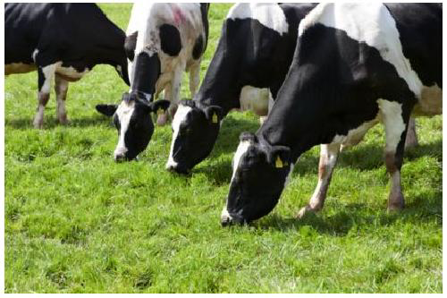 Large impact of grass quality on methane emission