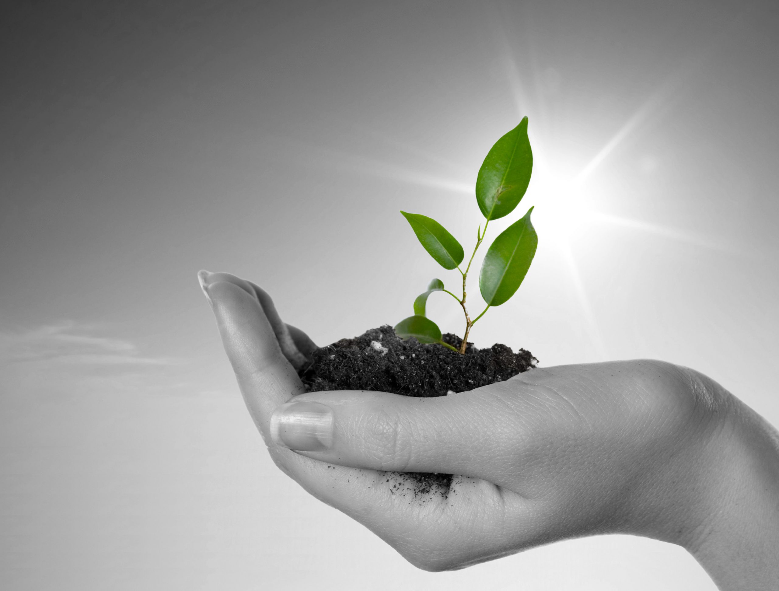Nutreco launches new sustainability programme. Photo: Dreamstime