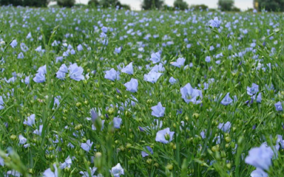 Canada: Harper Gov. makes flax crop sweeter for farmers