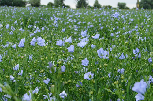Canada: Harper Gov. makes flax crop sweeter for farmers