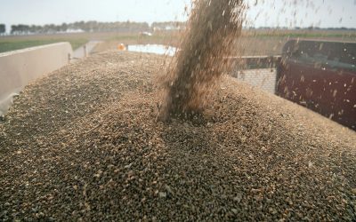 Worldwide, the wheat harvest is expected to increase by 1%, mainly due to record production in China. Photo: Mark Pasveer