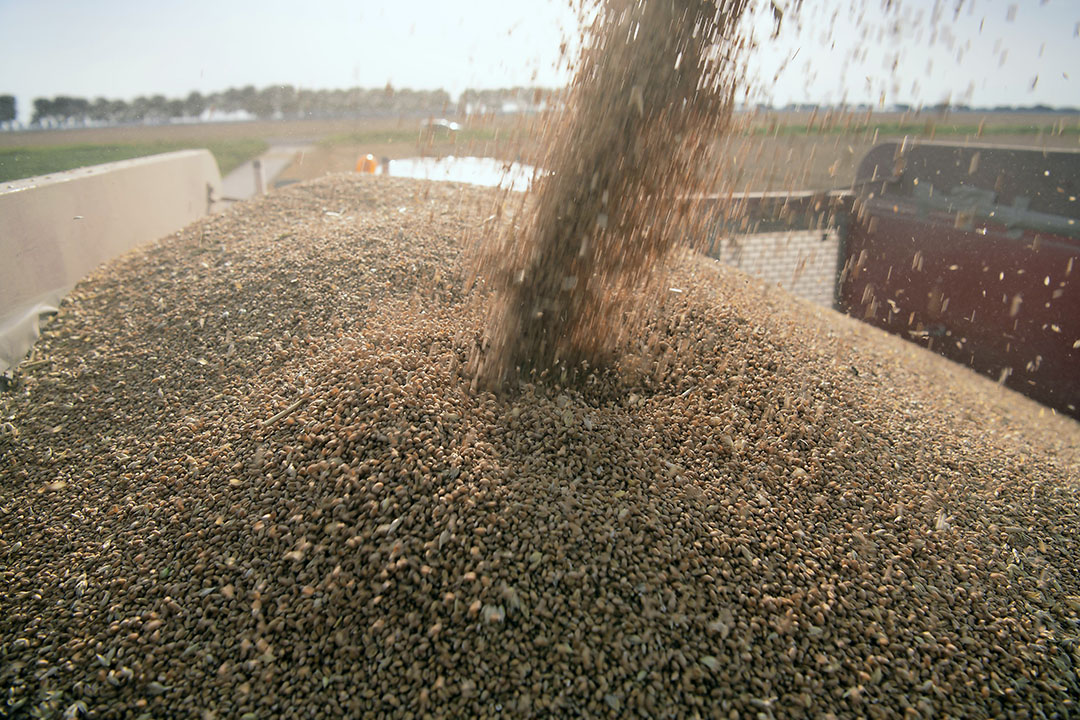 Worldwide, the wheat harvest is expected to increase by 1%, mainly due to record production in China. Photo: Mark Pasveer