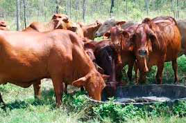 Grain fed Aussie cattle numbers on the rise