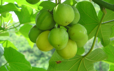 Jatropha kernel meal a viable protein source