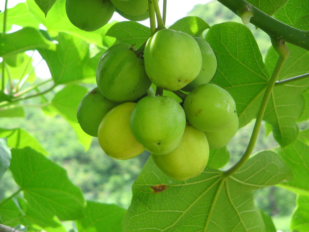 Jatropha kernel meal a viable protein source