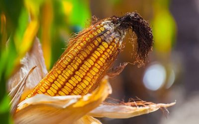 The contamination of grain harvested in a single year can differ from the mycotoxin patterns and levels of previous years in the same climatic region. Photo: Adisseo