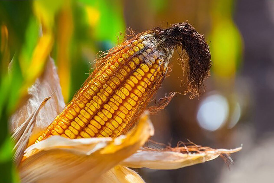 The contamination of grain harvested in a single year can differ from the mycotoxin patterns and levels of previous years in the same climatic region. Photo: Adisseo