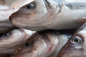 £6M research funding for farmed fish and shellfish