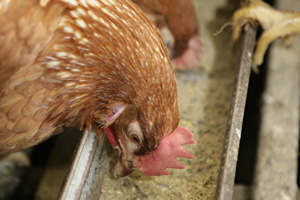 Poultry producer in Azerbaijan grows own feed