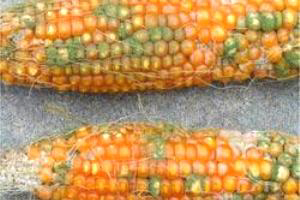 Prevent mycotoxins at source