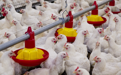 Broilers need less feed with butyric acid in diet