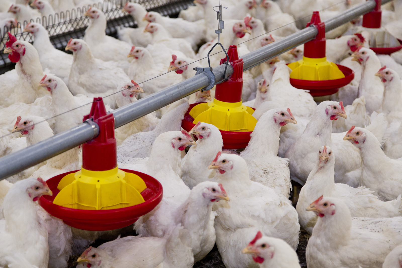 Broilers need less feed with butyric acid in diet