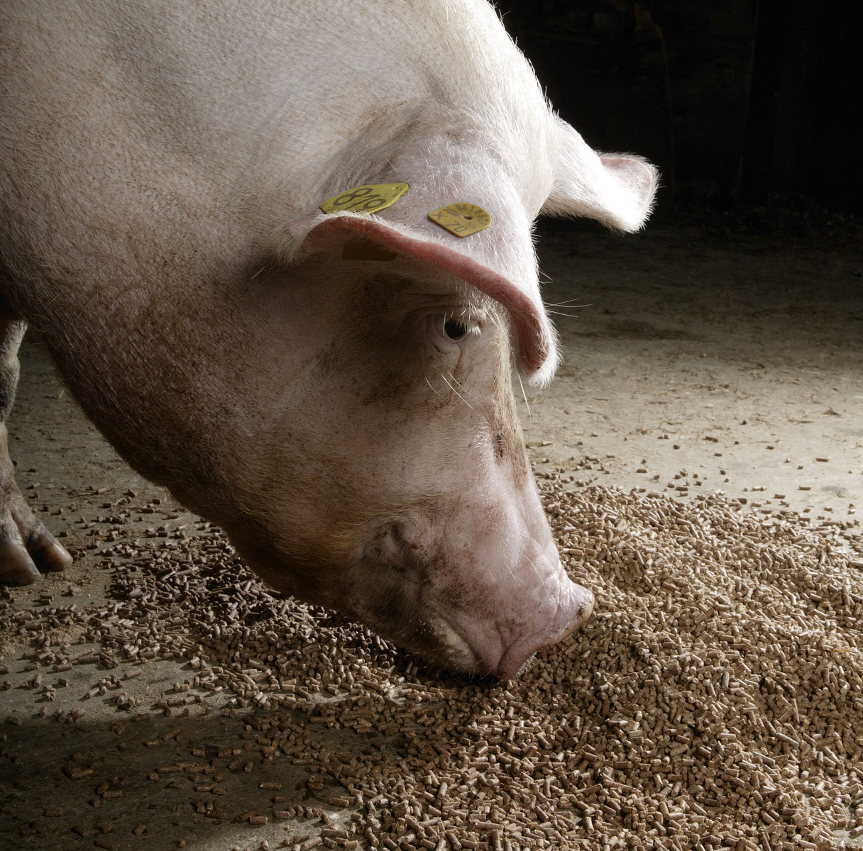 Feed-a-Gene: innovation for monogastric feed
