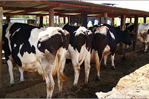 Kenyan dairy farmers make feed to cut cost